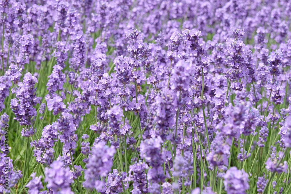 Naklejka premium Purple English Lavender in flower.