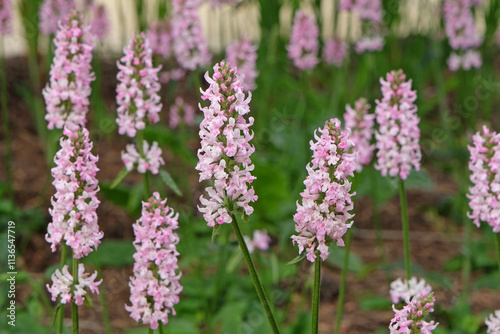 Pale pink Stachys Betonica officinalis, pink betony ‘Rosea’ in flower.