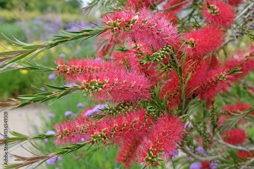 Bright red Callistemon citrinus, Crimson Bottlebrush ‘Splendens’ in flower. photo