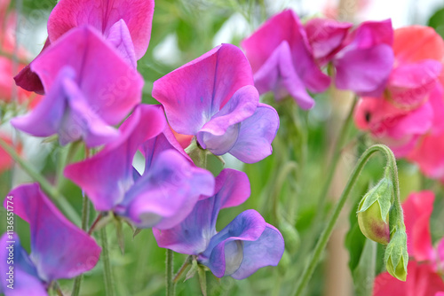 Blue and pink Lathyrus odoratus, sweet pea ‘Blue Shift’ in flower. photo