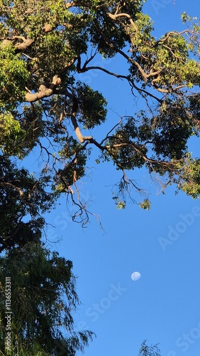 tree and sky and the Moon