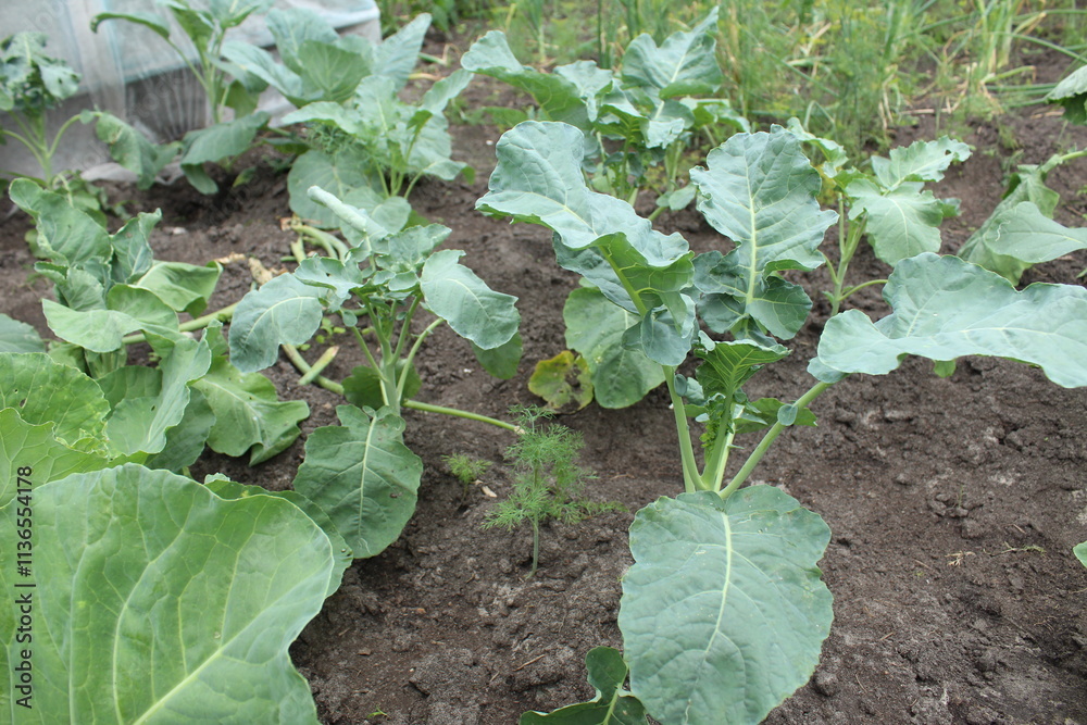 Growing cabbage. Cabbage seedlings in the garden bed. Farming and ecology Growing cabbage. Cabbage seedlings in the garden bed. Farming and ecology