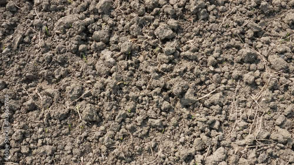 Fertile soil health in agricultural field Fertile soil health in agricultural field