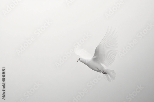 Graceful White Dove in Flight Against a Minimalist Sky Background