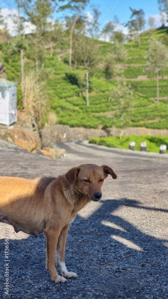 dog on the hill roads dog on the hill roads