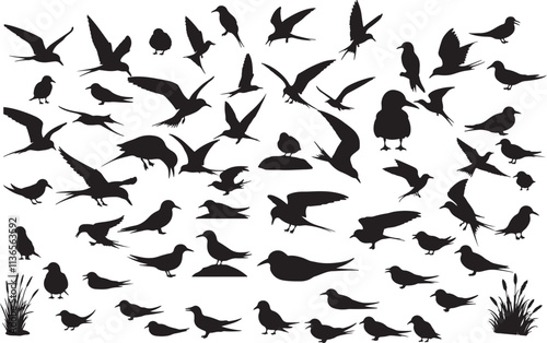 Vector Arctic Tern Silhouette