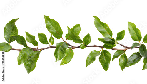 Laurel crown twig, isolated transparent background.