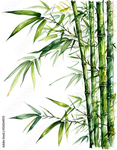 Bamboo with leaf watercolor illustration on white background