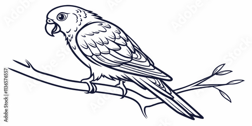 Vector Lovebird Line Art, isolated white background