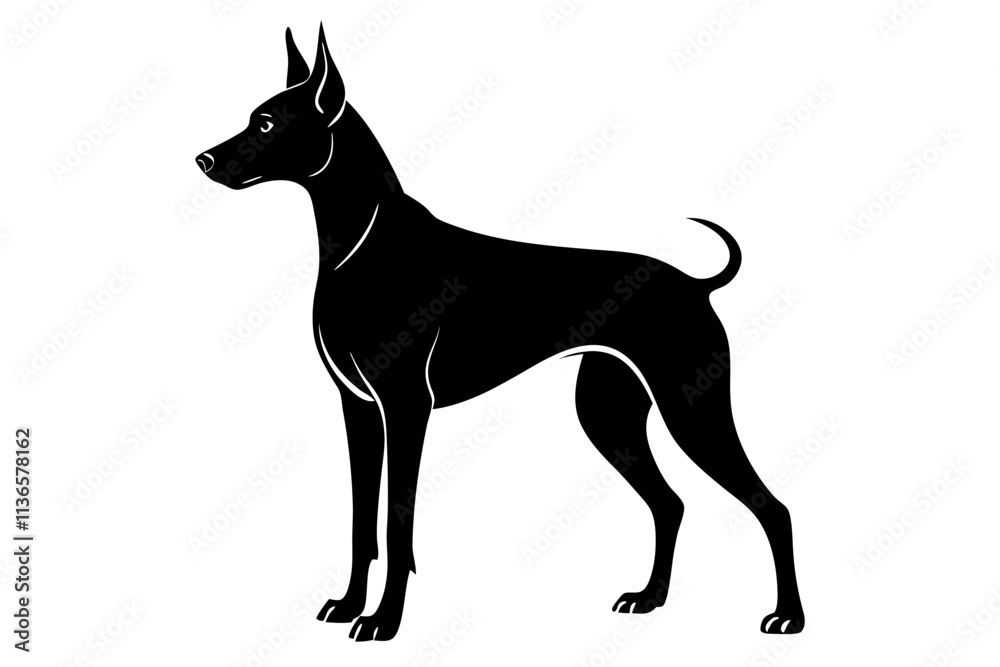 Doberman Pinscher Silhouette Vector Illustration of a Sleek and Alert Dog Doberman Pinscher Silhouette Vector Illustration of a Sleek and Alert Dog