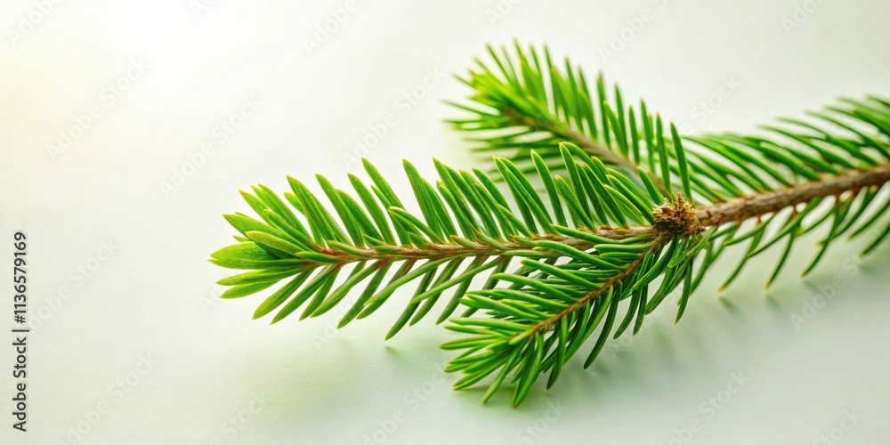 Obraz premium Close-up view of vibrant green evergreen branches on a light background