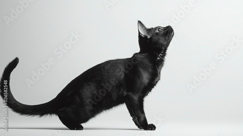 Sleek Black Bombay Cat Preparing to Pounce - Side View photo