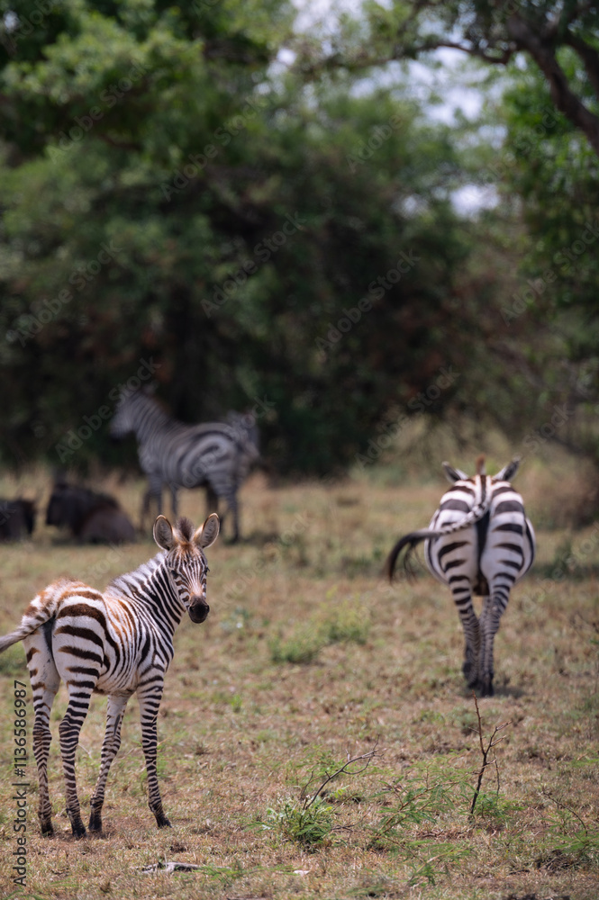 Obraz premium Adventures in the Serengeti savannah to see the wilderness life of the zebras