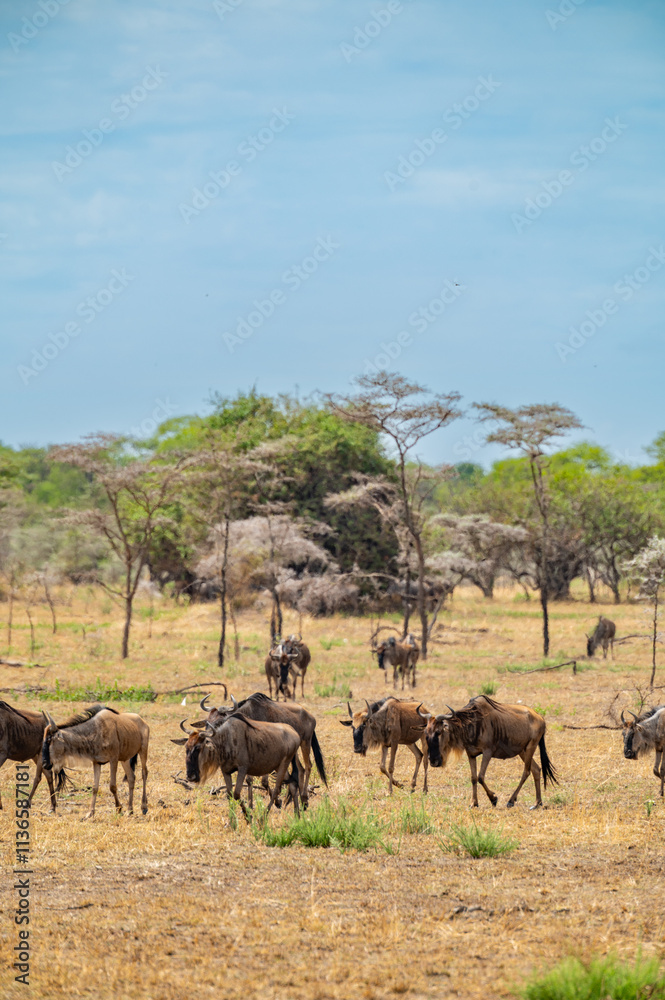 Adventures in the Serengeti savannah to see the wilderness life of the great migration Adventures in the Serengeti savannah to see the wilderness life of the great migration