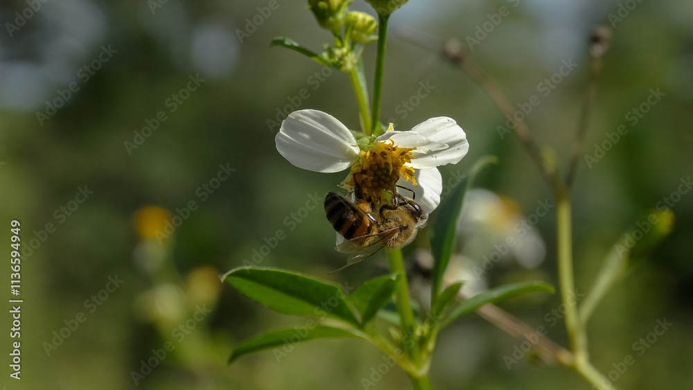 A close-up of a honeybee collecting pollen from a white flower with a yellow center. The bee is partially obscured by the flower petals. The background is blurred green foliage. A close-up of a honeybee collecting pollen from a white flower with a yellow center. The bee is partially obscured by the flower petals. The background is blurred green foliage.