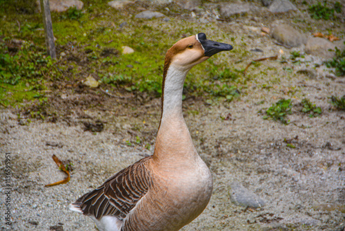 Beautiful swan in pelling