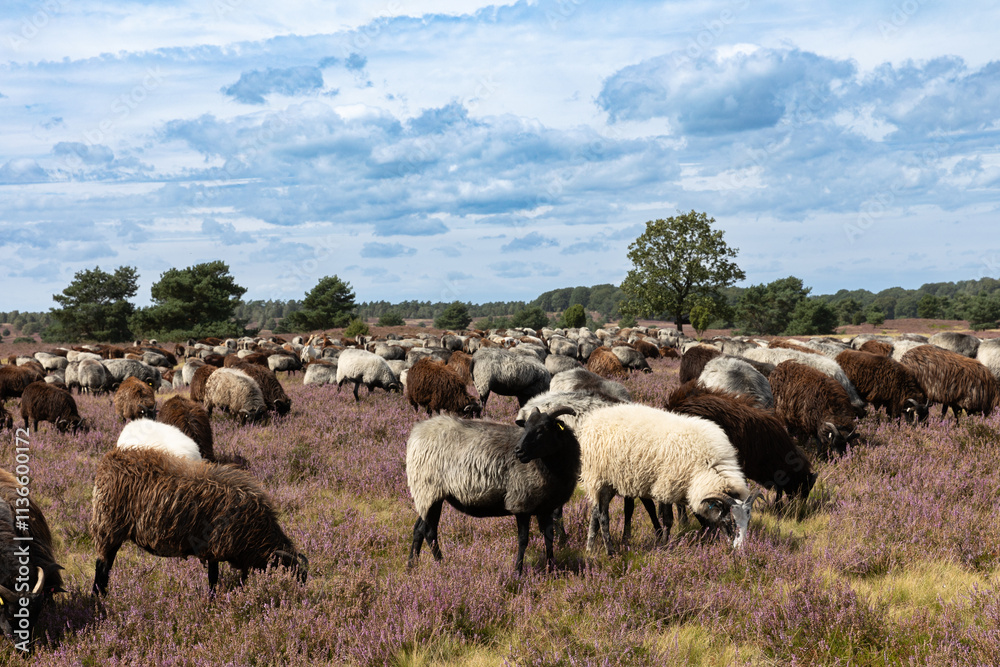 Große Heidschnucken- und Ziegenherde in der Lüneburger Heide bei Niederhaverbeck Große Heidschnucken- und Ziegenherde in der Lüneburger Heide bei Niederhaverbeck