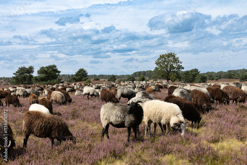 Große Heidschnucken- und Ziegenherde in der Lüneburger Heide bei Niederhaverbeck photo