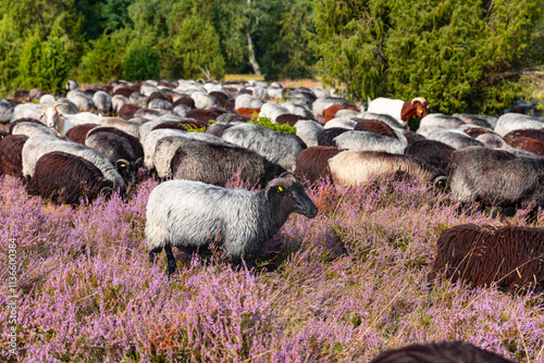 Große Heidschnucken und Ziegenherde in der Lüneburger Heide zwischen Undeloh und Wilsede photo