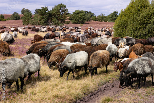 Große Heidschnucken- und Ziegenherde in der Lüneburger Heide bei Niederhaverbeck