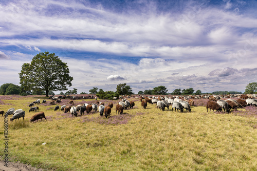 Große Heidschnucken- und Ziegenherde in der Lüneburger Heide bei Niederhaverbeck