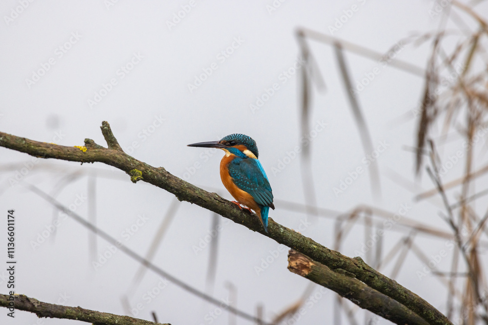 Obraz na plátně Martin pescatore, river kingfisher, nell'oasi naturalistica di Manzolino