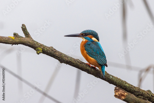 Schilderij op canvas Martin pescatore, river kingfisher, nell'oasi naturalistica di Manzolino