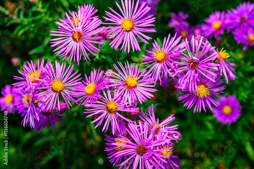 Red flowers with yellow stamens Aster in autumn in the garden, Ukraine