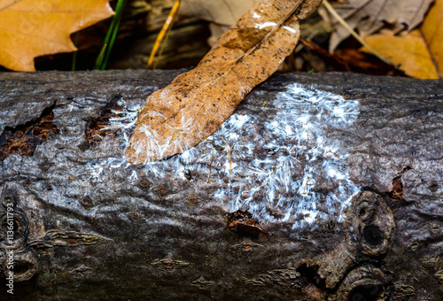 Decaying fallen dry oak leaf in autumn, white hyphae of small saprotrophic fungi on leaf surface and tree trunk photo