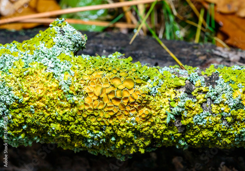 Physcia biziana and a consortium of different types of lichens on a thick tree branch photo