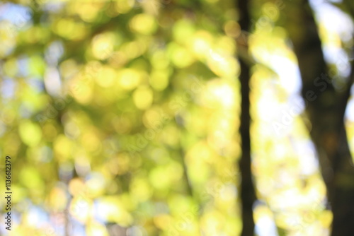 Fotografie An out of focus bokeh effect natural forest background