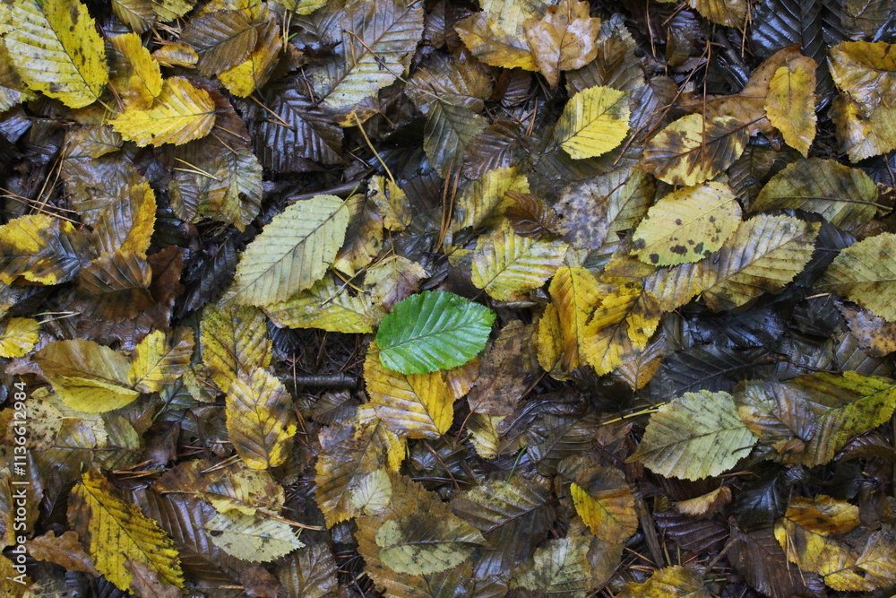 An autumnal scene in a park, of autumn leaves on the ground, with one green leaf An autumnal scene in a park, of autumn leaves on the ground, with one green leaf