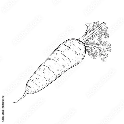 
Сarrots with leaves sketch isolated on white background. Vintage style. Vector illustration.Great for vegetable aisle design.
