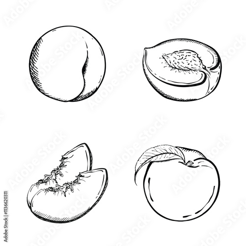 Set of peach on white isolated background . Hand drawn vintage style. Vector illustration .
