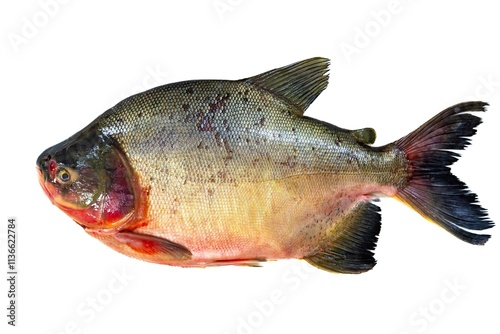 Tambaqui Colossoma macropomum traditional Brazilian freshwater fish from the Amazon and Pantanal. photo