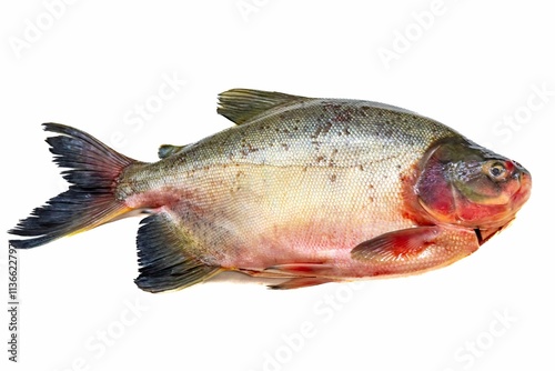 Tambaqui Colossoma macropomum traditional Brazilian freshwater fish from the Amazon and Pantanal. photo