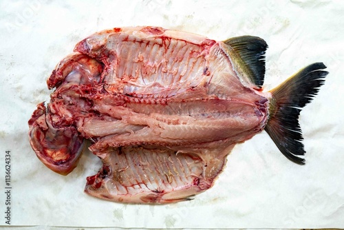 Tambaqui Colossoma macropomum traditional Brazilian freshwater fish from the Amazon and Pantanal. photo