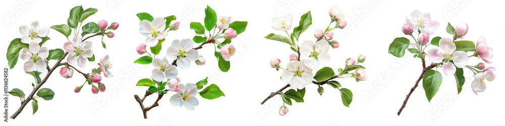 Fototapeta premium A Set of Apple Tree Branch with Blossoms and Buds Isolated on Pure Transparent Background