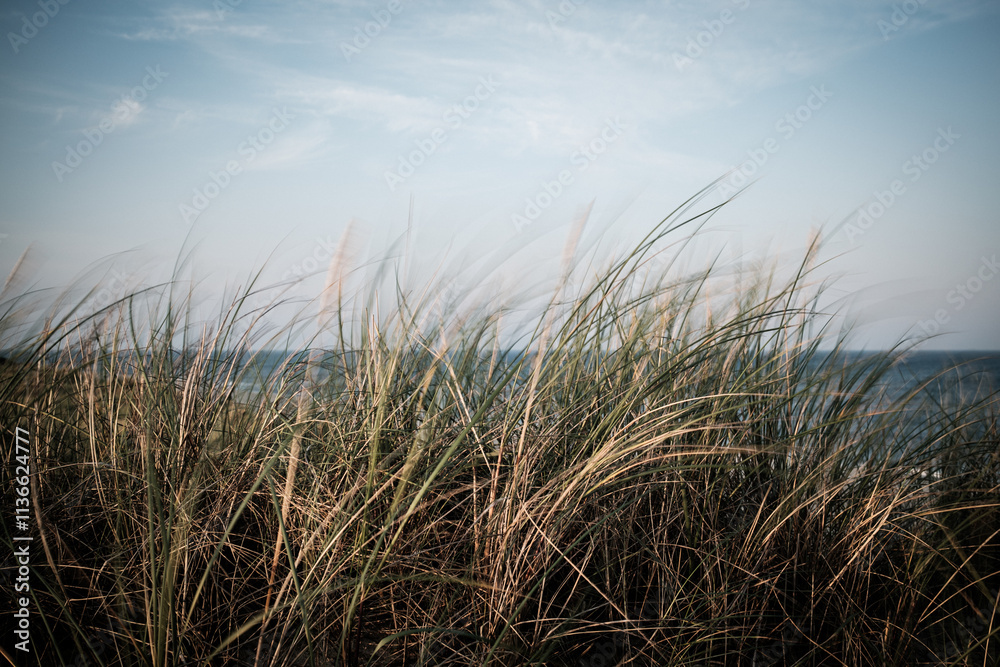 Fototapeta premium Dune landscape on the Island of Sylt