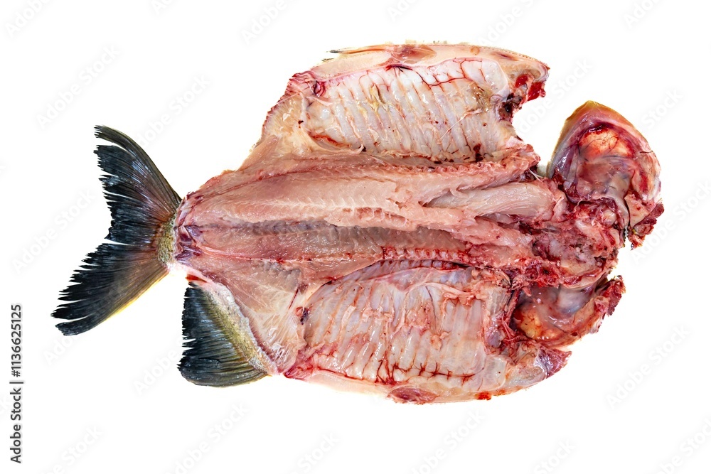 Fototapeta premium Tambaqui Colossoma macropomum traditional Brazilian freshwater fish from the Amazon and Pantanal.