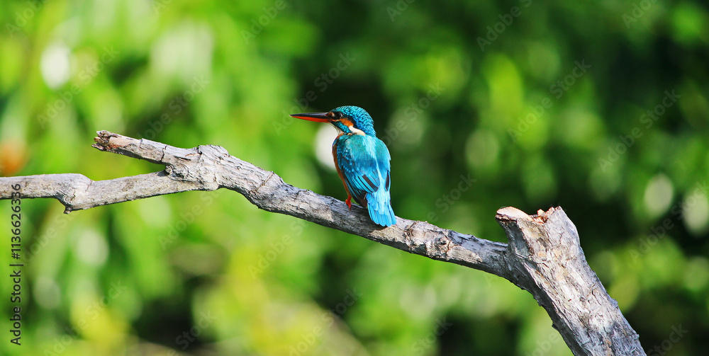 Kingfisher Kingfisher