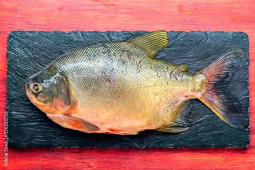 Tambaqui Colossoma macropomum traditional Brazilian freshwater fish from the Amazon and Pantanal. photo