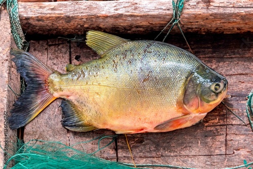 Tambaqui Colossoma macropomum traditional Brazilian freshwater fish from the Amazon and Pantanal. photo