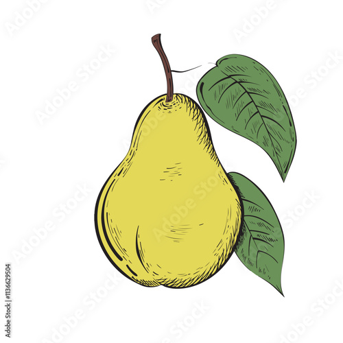 Pear sketch. Hand drawn vintage style. Isolated on white background. Vector illustration.