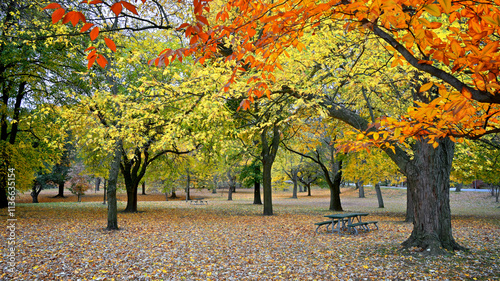 Photography The park with autumn leaf colour