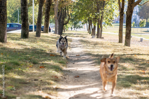 Photography Two energetic dogs are happily running down a dirt path in a park