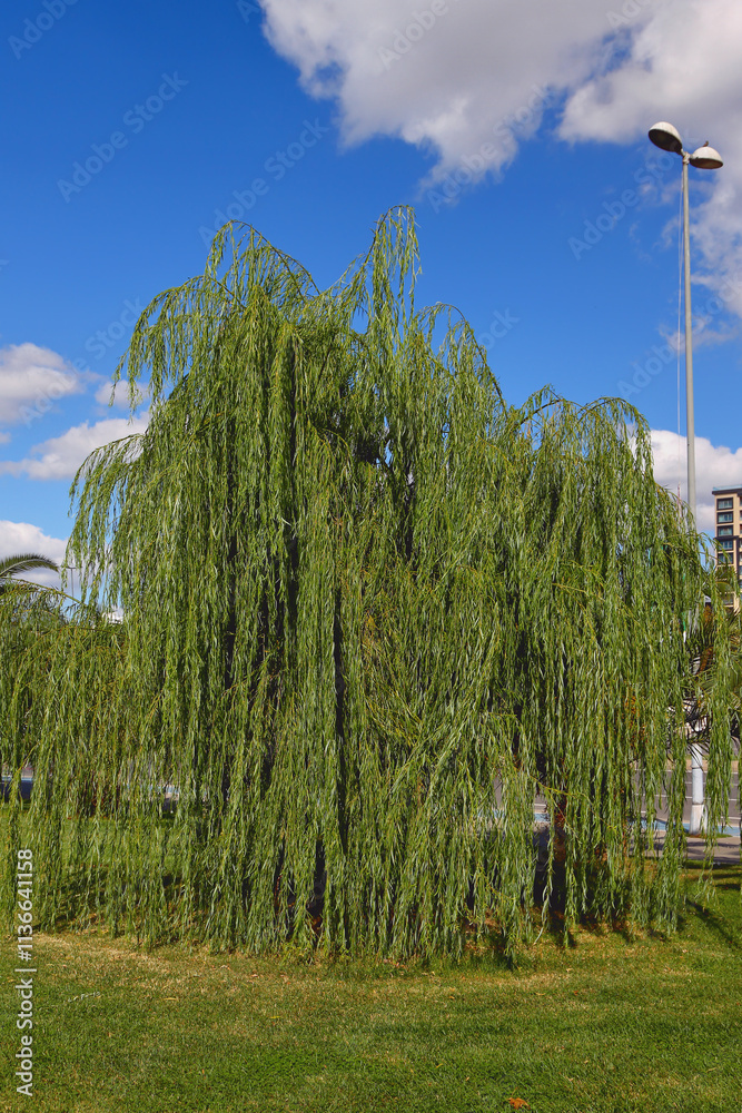 Tree in city's coastal park