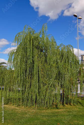 Obraz na płótnie Tree in city's coastal park