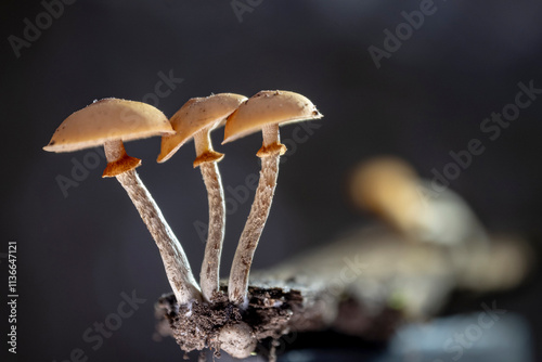 The Funeral Bell (Galerina marginata) is a deadly poisonous mushroom