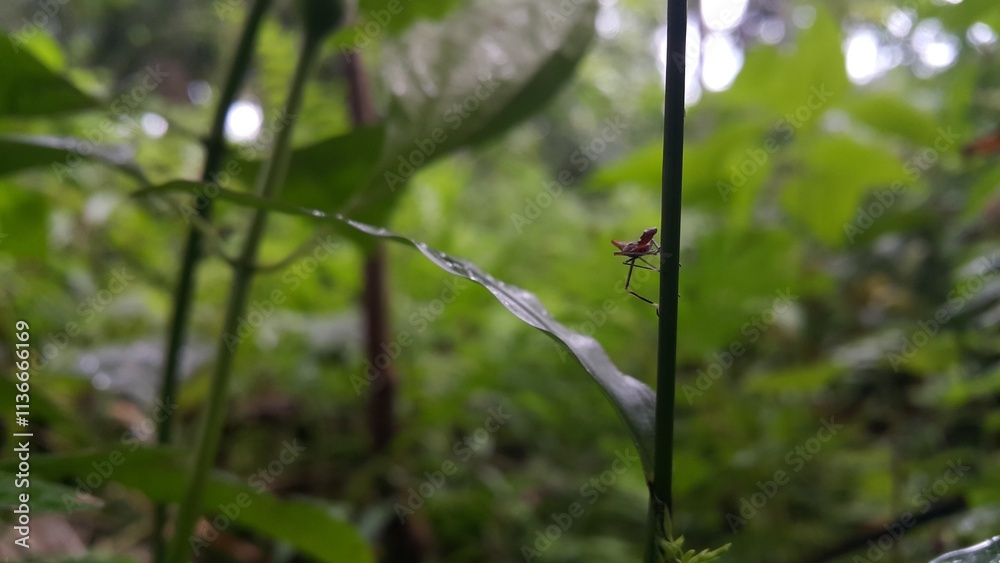 The grasshopper Acrida cinerea is still a small brown color on the plants. Shot in a tropical rainforest. The grasshopper Acrida cinerea is still a small brown color on the plants. Shot in a tropical rainforest.